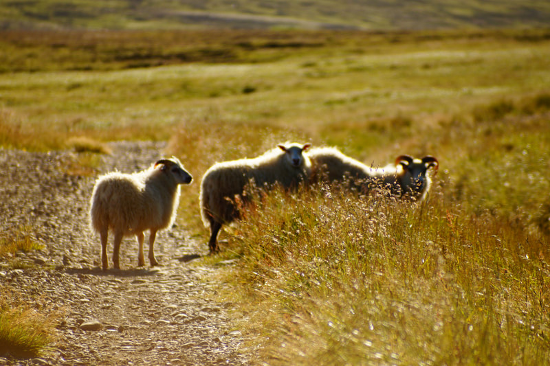 A sheep and two lambs on the road in Vöðlavík. 