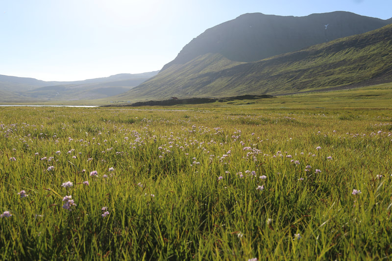 A green meadow in Vöðlavík. A mountain towers over and the ray of the sun warm everything in sight. 