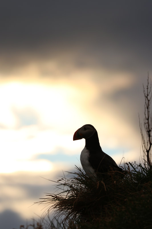 A puffin in the dusk of day. 